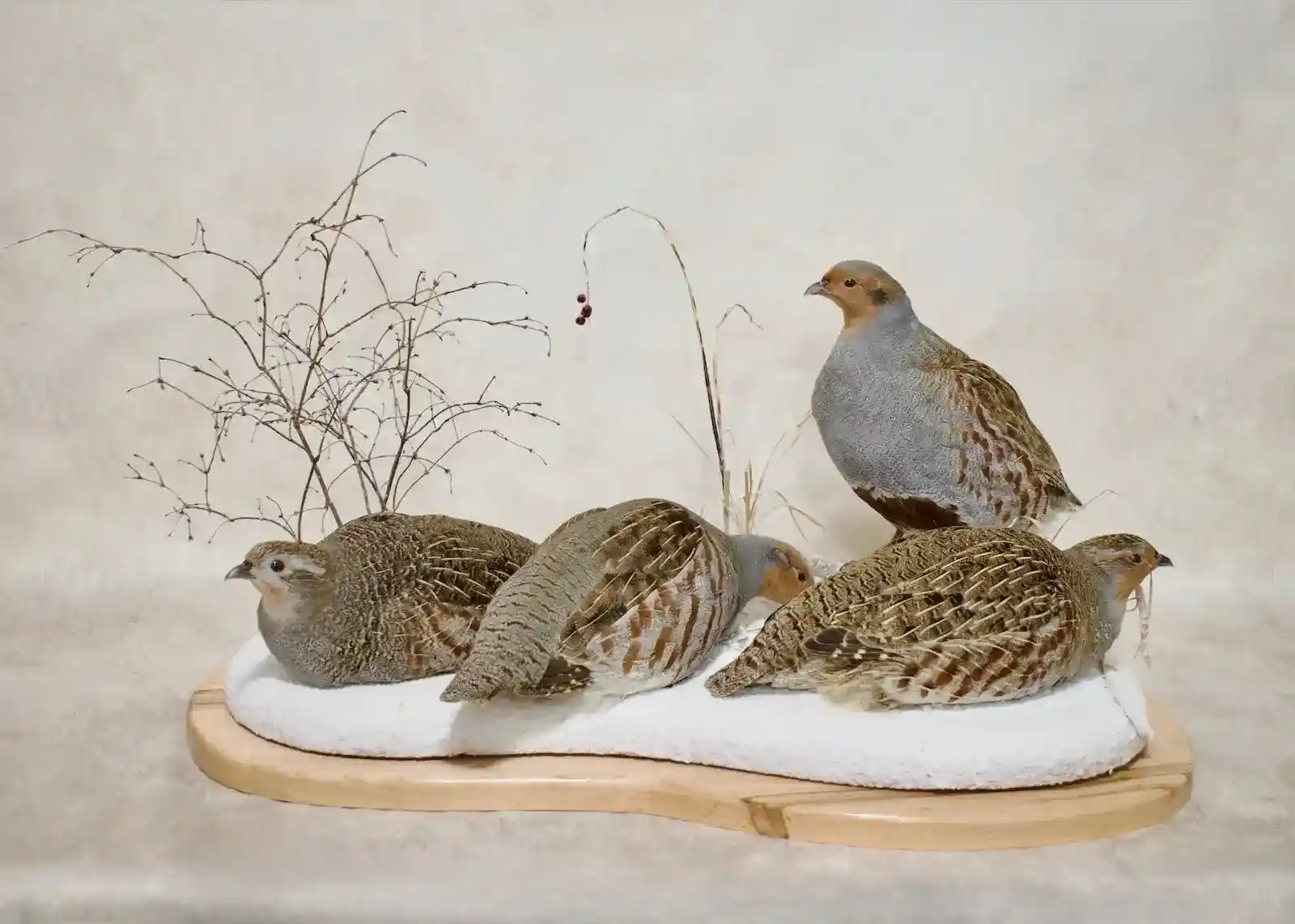 Finished Waterfowl Mount